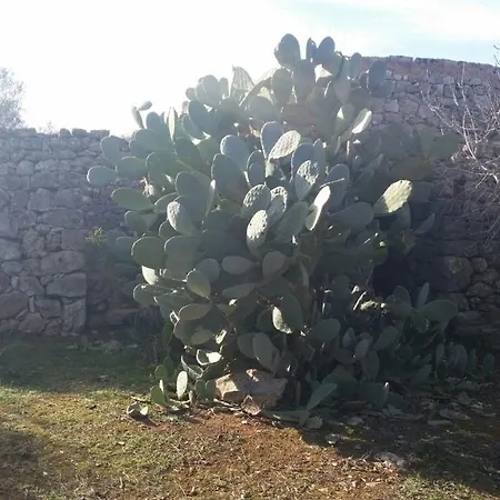 Cisternella *
